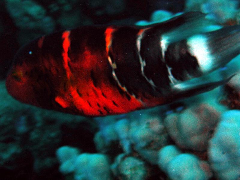 SAFAGA 07  2008 259.jpg